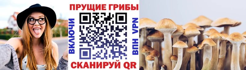 Псилоцибиновые грибы прущие грибы  Сясьстрой 